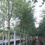 Salix alba | Witte Wilg